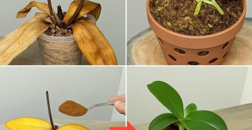 627674504 122104835487234975 6844763625301794360 n 11