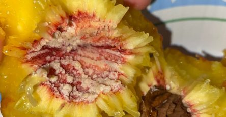 505201994 1263770485304984 2748405710645298100 n