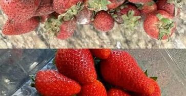 514432889 751829044023170 2254506176210871683 n