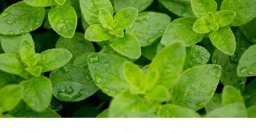 562332136 736545952736343 8060674810397211169 n