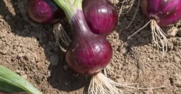 616827680 1445070937011601 3253968384002405837 n