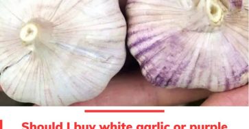 649590018 1453257779501511 5189167814992467877 n