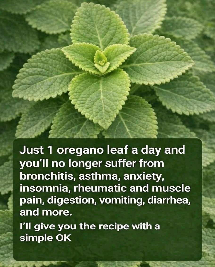 655759369 4462689177389241 6202524224667069203 n