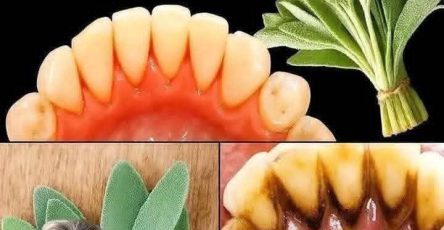 657323152 2444115302705513 4325350099323746899 n