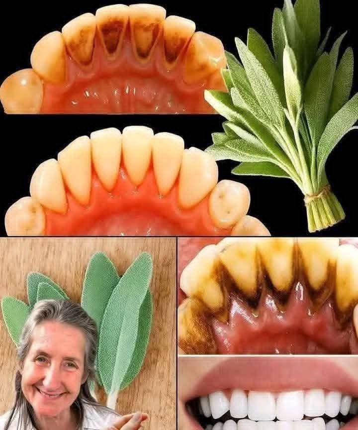 657323152 2444115302705513 4325350099323746899 n