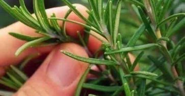 657364435 122107502295277084 2989625700752121585 n