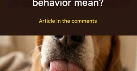 659691734 3986955751596631 3933656790580076454 n