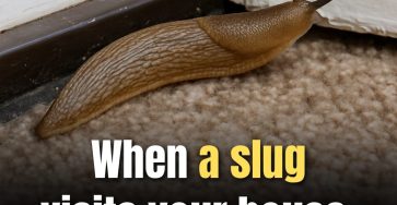 WhatsApp Image 2025 10 17 a 00.15.02 2bbc1cf5