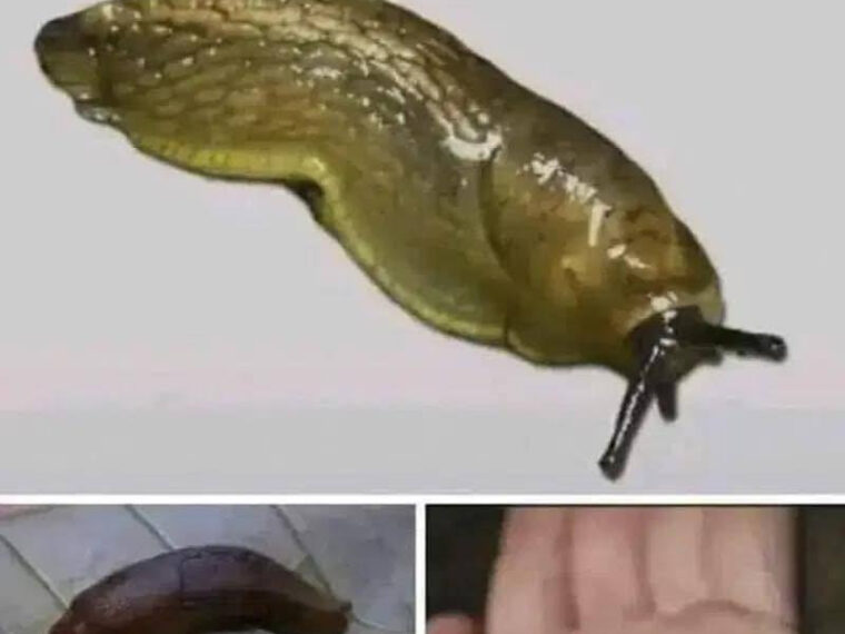 607621806 122201879954567604 8638060128701492882 n 760x570