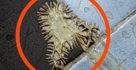 672908336 1935152777360897 2795670592412484456 n