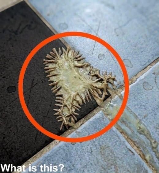 672908336 1935152777360897 2795670592412484456 n