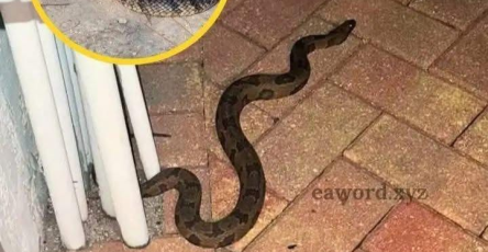 Translated image en 2026 04 17T010520.650