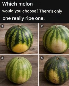 1533